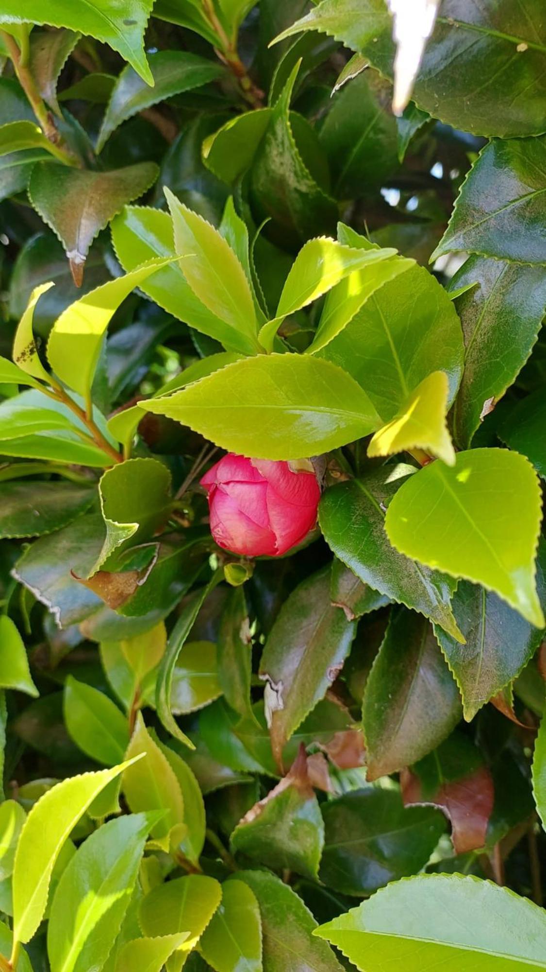 Retiro Das Camelias 1 Lajes das Flores Zewnętrze zdjęcie