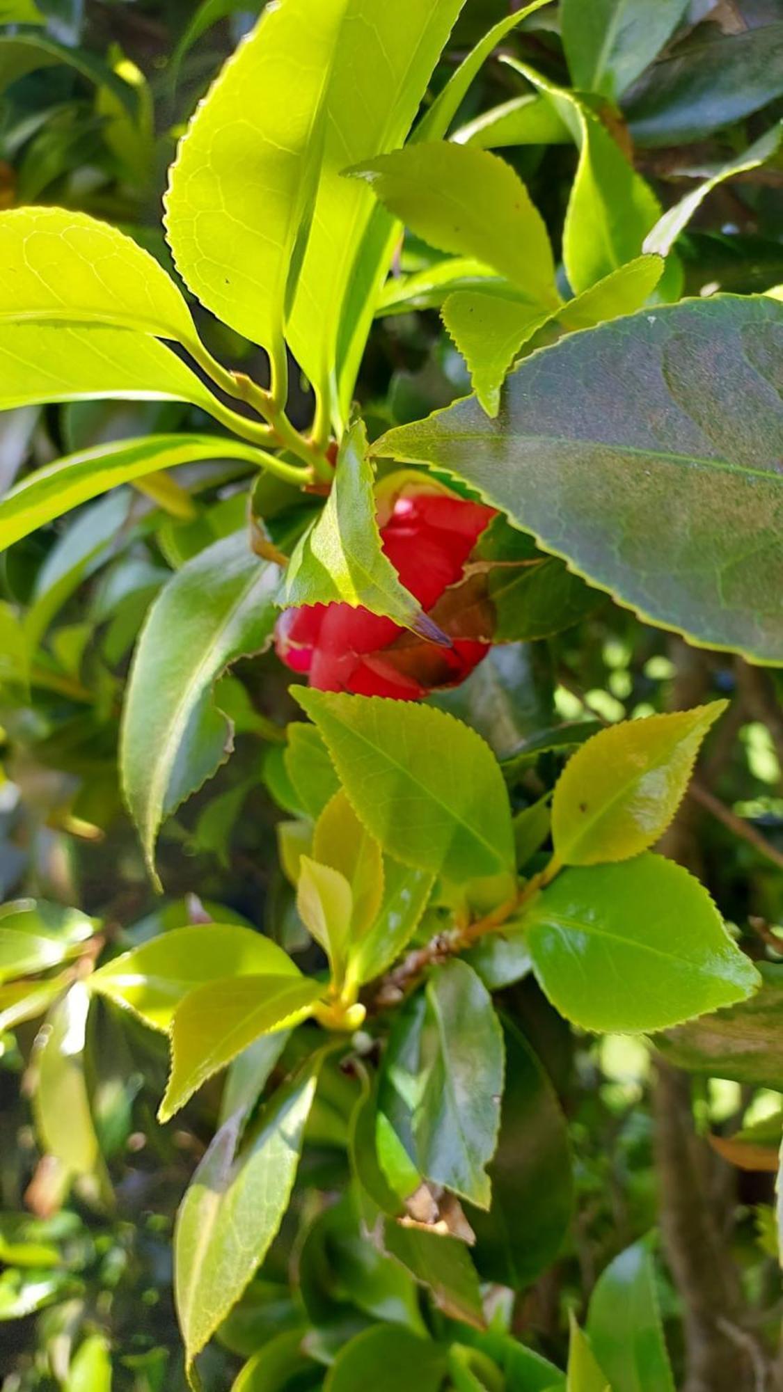 Retiro Das Camelias 1 Lajes das Flores Zewnętrze zdjęcie