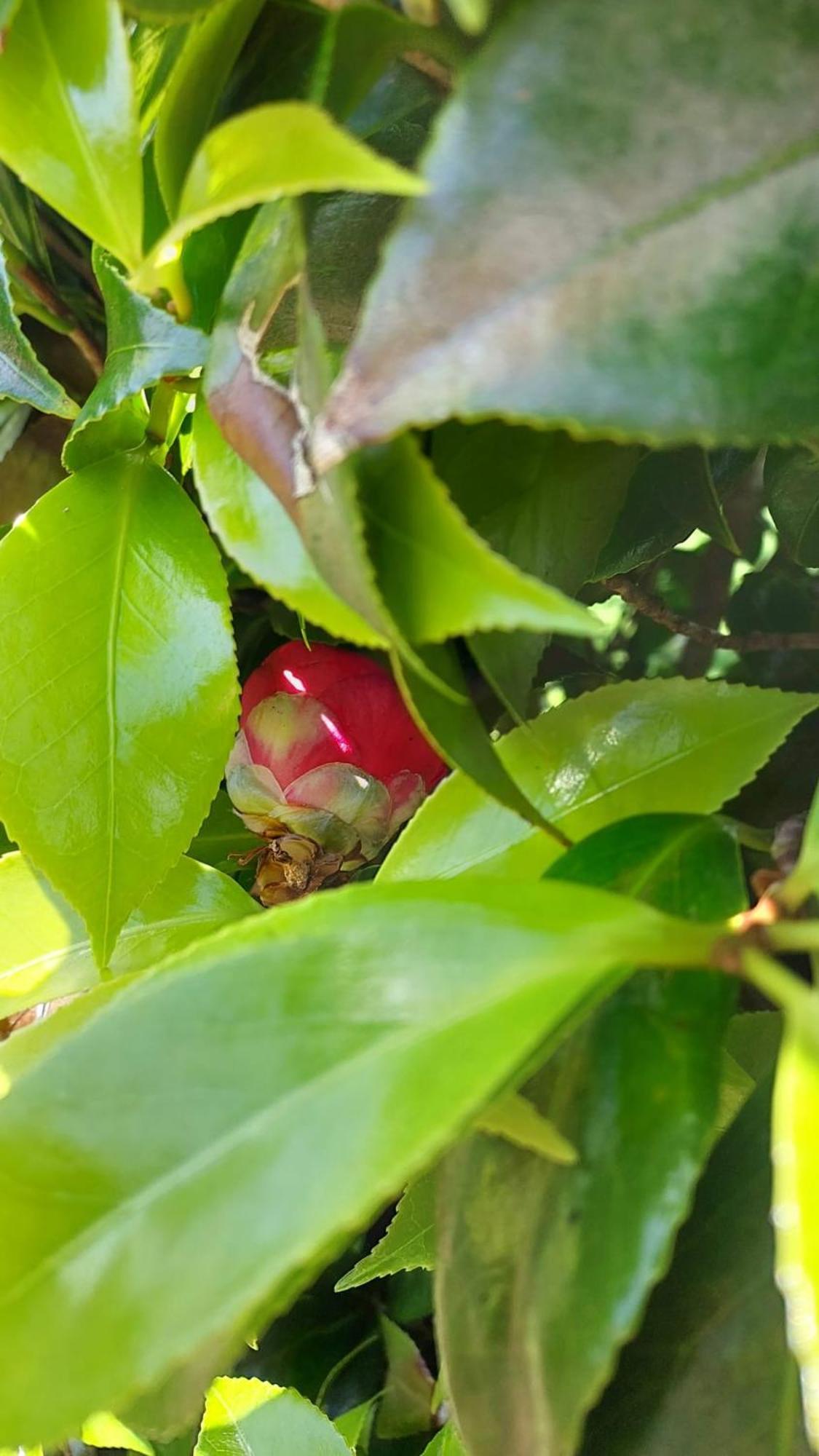 Retiro Das Camelias 1 Lajes das Flores Zewnętrze zdjęcie