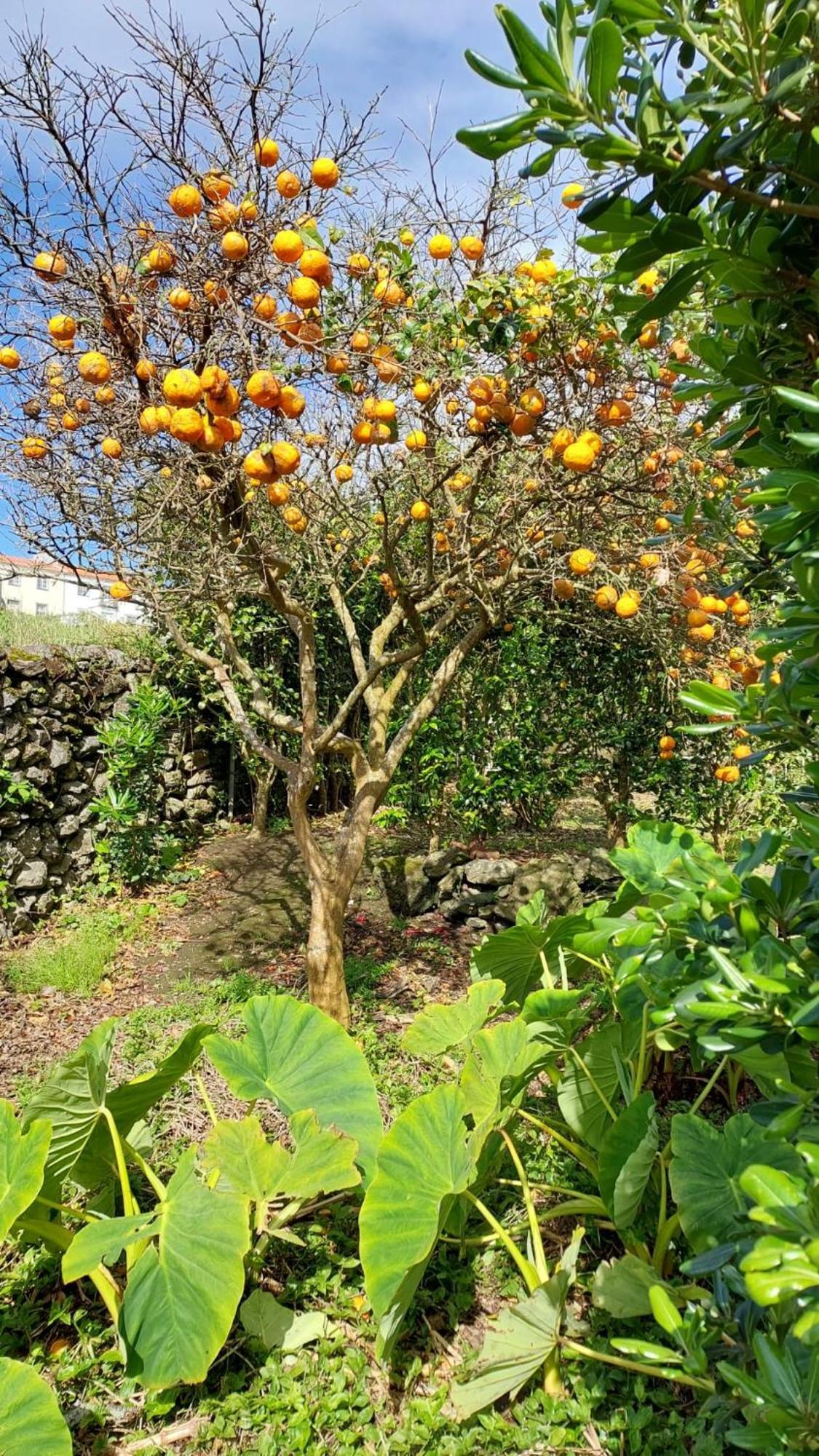 Retiro Das Camelias 1 Lajes das Flores Zewnętrze zdjęcie